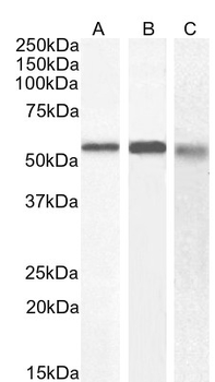 58KGolgi protein(Internal)/FTCD Antibody