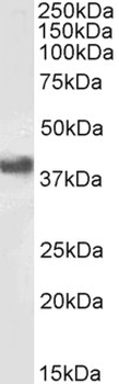 Goat anti-CD32 / FCGR2B Antibody