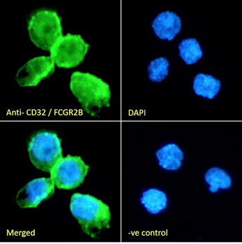 Goat anti-CD32 / FCGR2B Antibody