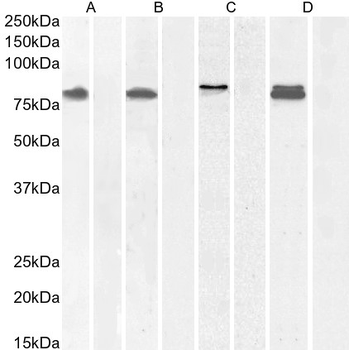 IFT88/Polaris Antibody