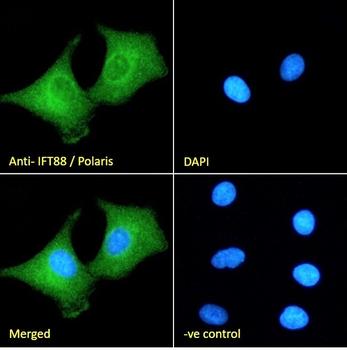 IFT88/Polaris Antibody