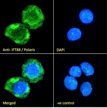 IFT88/Polaris Antibody