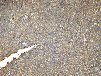 AIF1/IBA1 (isoform 3) Antibody