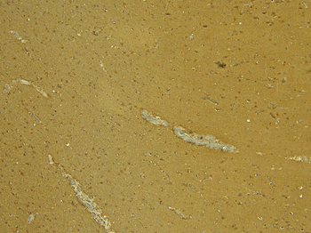 AIF1/IBA1 (isoform 3) Antibody