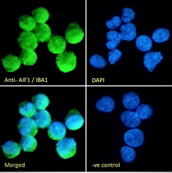 AIF1/IBA1 (isoform 3) Antibody