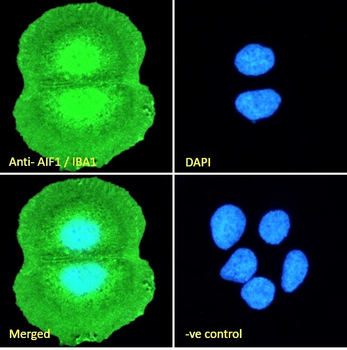 AIF1/IBA1 (isoform 3) Antibody