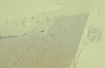 AIF1/IBA1 (isoform 3) Antibody