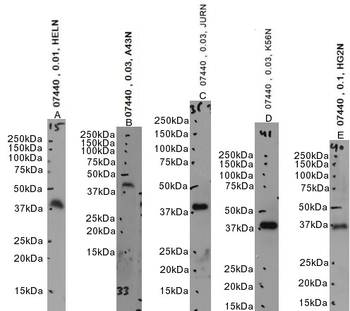 XRCC4-like factor/NHEJ1 Antibody