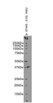XRCC4-like factor/NHEJ1 Antibody
