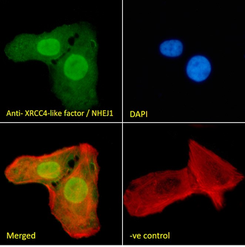 XRCC4-like factor/NHEJ1 Antibody