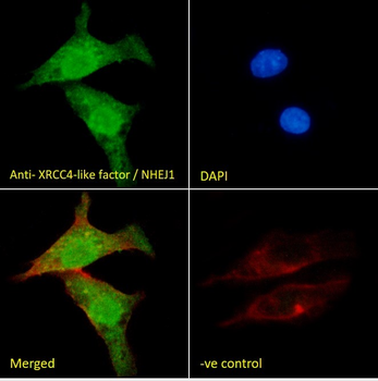 XRCC4-like factor/NHEJ1 Antibody