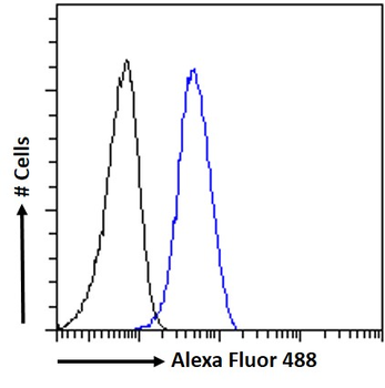 XRCC4-like factor/NHEJ1 Antibody