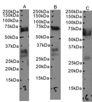 CD74 (aa159-171) Antibody