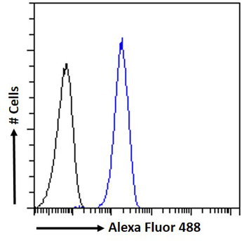 TOM1L1/SRCASM Antibody