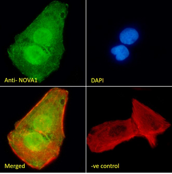 NOVA1 Antibody