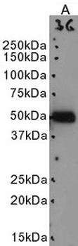 NOVA1 Antibody