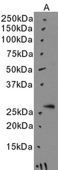 APOA1BP Antibody