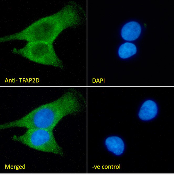TFAP2D Antibody