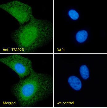 TFAP2D Antibody