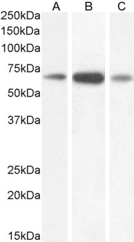 GAD1 (isoform GAD67) Antibody