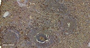 Goat anti-S100A9 Antibody