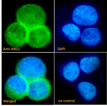 Arginase I Antibody