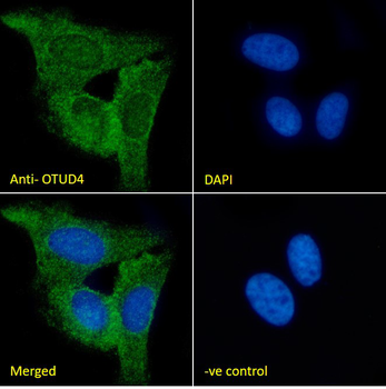 OTUD4 Antibody