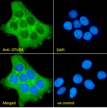 OTUD4 Antibody