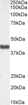 Connexin 43/GJA1 Antibody