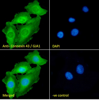 Connexin 43/GJA1 Antibody