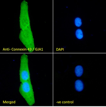 Connexin 43/GJA1 Antibody