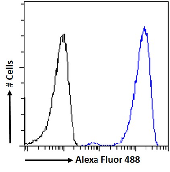 Connexin 43/GJA1 Antibody