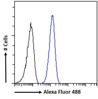 SEPT6 Goat Polyclonal Antibody