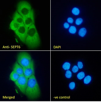 SEPT6 Goat Polyclonal Antibody