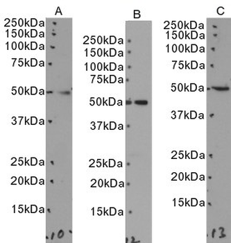 SEPT6 Goat Polyclonal Antibody