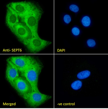 SEPT6 Goat Polyclonal Antibody