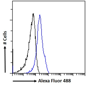 CRIPTO Antibody