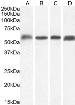 HSPC117 (aa201-215) Antibody