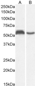 HSPC117 (aa201-215) Antibody