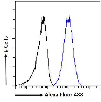 HSPC117 (aa201-215) Antibody