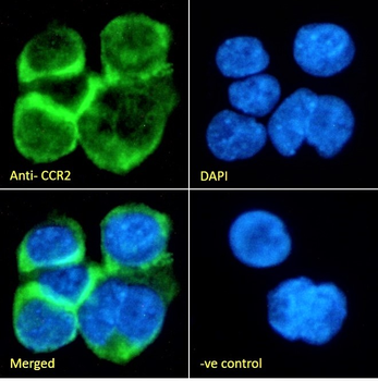 Goat Anti-CCR2 Antibody