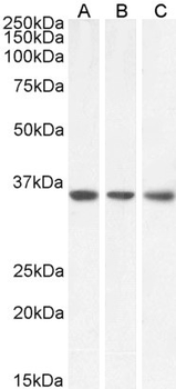 MDH2 Antibody