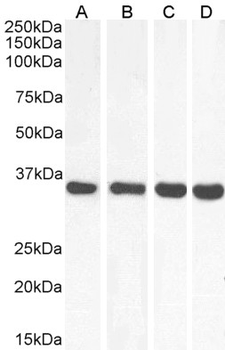 MDH2 Antibody