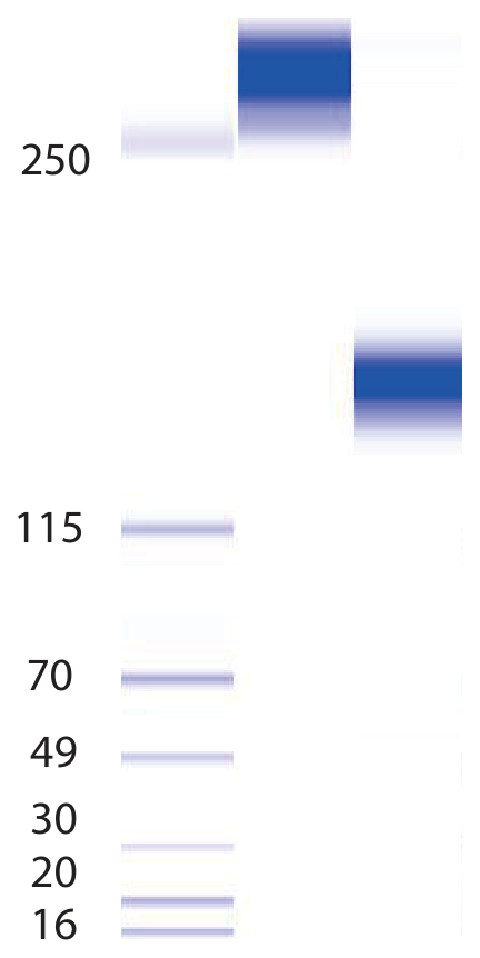 AVS Bio - ACE-2-(TEV-Fc)C, human