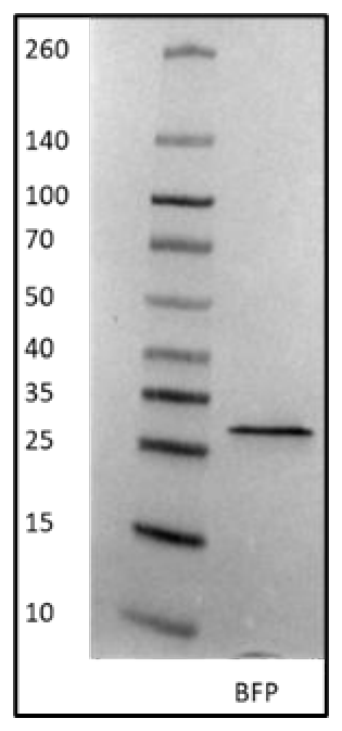 AVS Bio - mouse enhanced blue fluorescent protein antibody