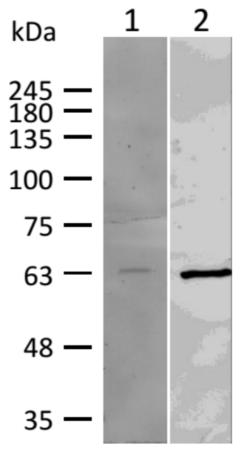 AVS Bio - mouse human PKM2 Antibody