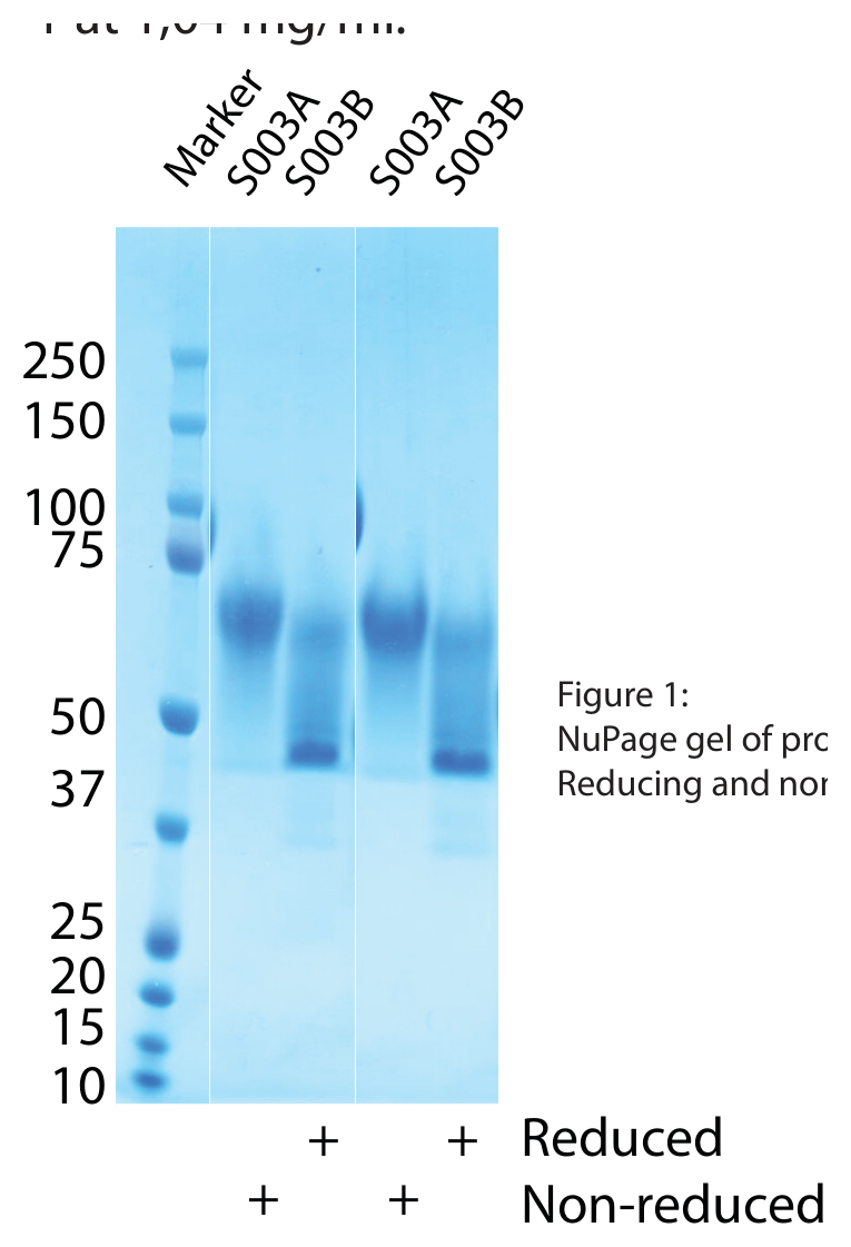 AVS Bio - Syndecan-1-(His)C, Human, Recombinant, higher glycosylation than S003B