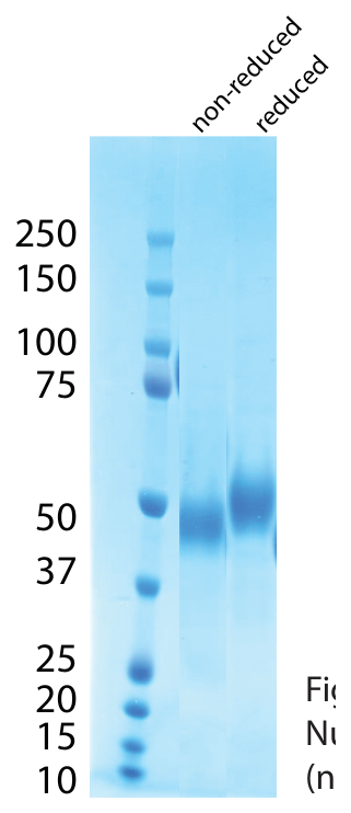 AVS Bio - Upar-(His)N, Human, Recombinant