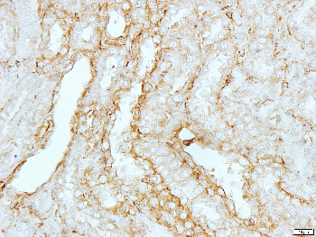 Goat Anti-Rabbit IgG (H+L) Antibody (HRP)