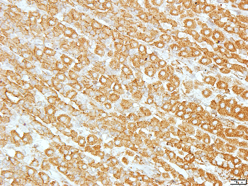Goat Anti-Rabbit IgG (H+L) Antibody (HRP)